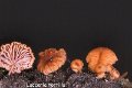 Laccaria tortilis-amf1064